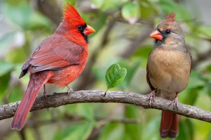 When God sends a cardinal?