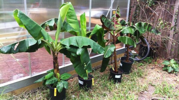 Can a banana tree be planted in a pot?