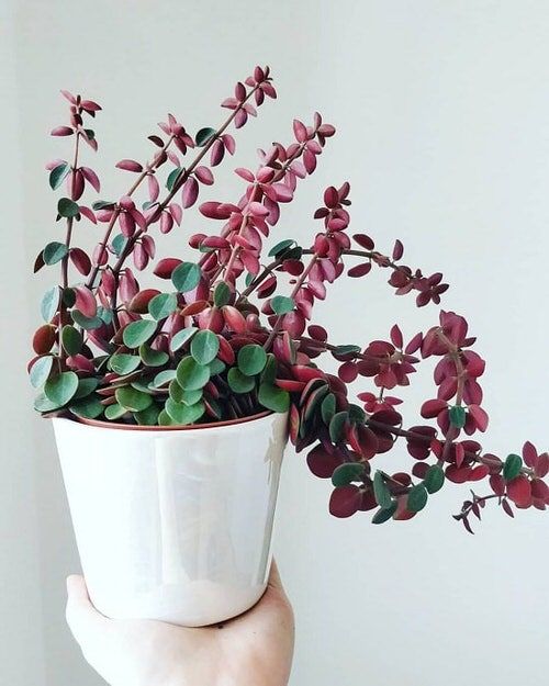 What Plant Has Green Leaves And Red Underneath?