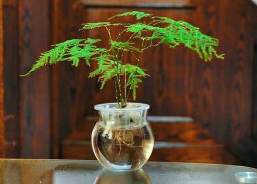 How To Root Ferns In Water?