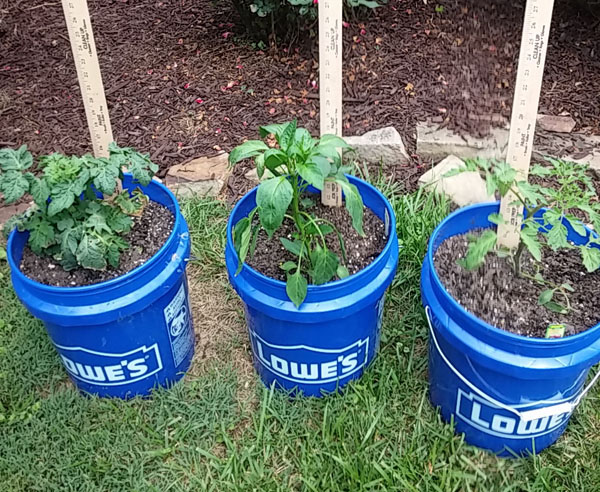 Jalapeno Plants